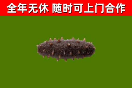 灌阳回收海参干